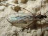 Trichocera regelationis